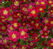 Touran™ Deep Red Saxifrage Saxifraga x arendsii 'Rock Red' PP #19,643