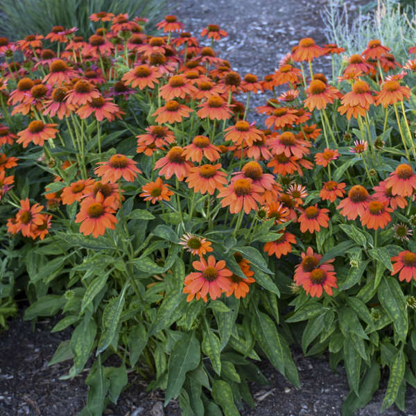 Echinacea SOMBRERO® Adobe Orange Coneflower