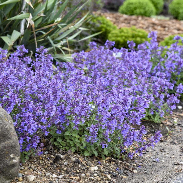 Nepeta 'Catwalk Queen' Cat Mint PW