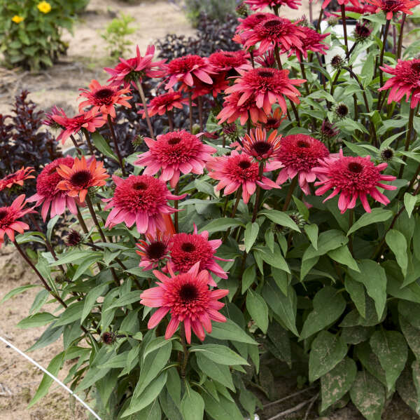 Echinacea 'Raspberry Ripple' PPAF DOUBLE DIPPED® Series Coneflower