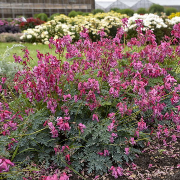 Dicentra 'Passion Hearts' Fern leaved Bleeding Heart