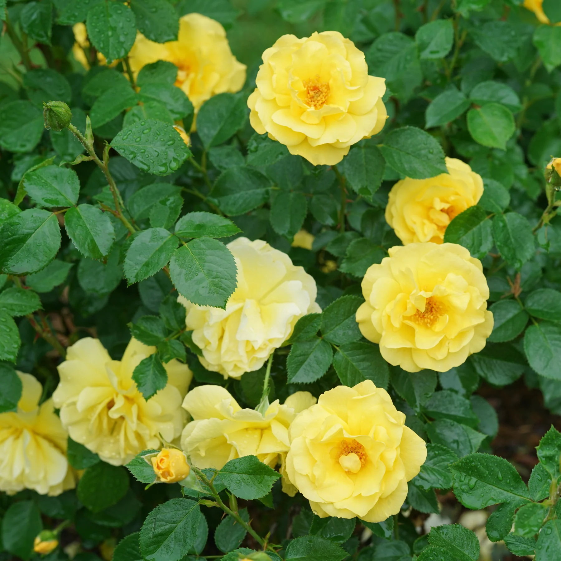 Reminiscent® Yellow Rose PW