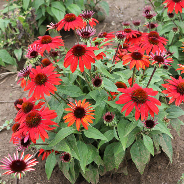 Echinacea SOMBRERO® SANGRITA Coneflower