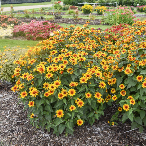 Heliopsis helianthoides 'Sundial' False Sunflower