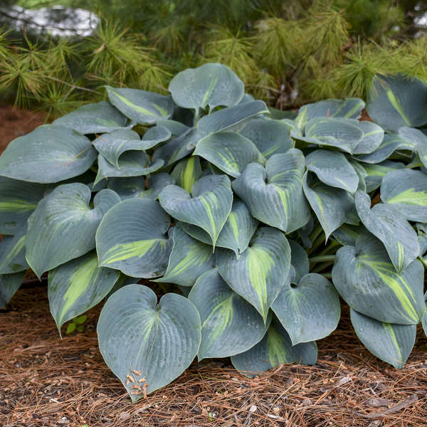 Hosta 'Touch of Class' PP13080