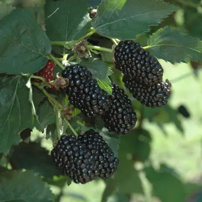 Prime-Ark® Traveler Primocane Blackberry Plant