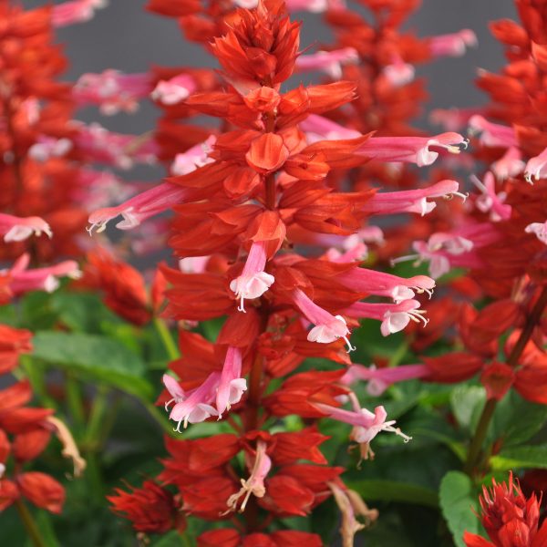 Salvia splendens 'Grandstand Red-Pink Lipstick'